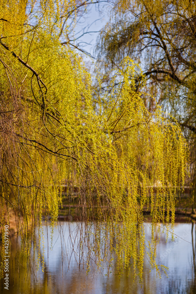 Fototapeta premium Overview of spring in park