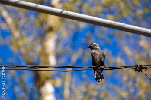 beautiful bird raven on wire electricity