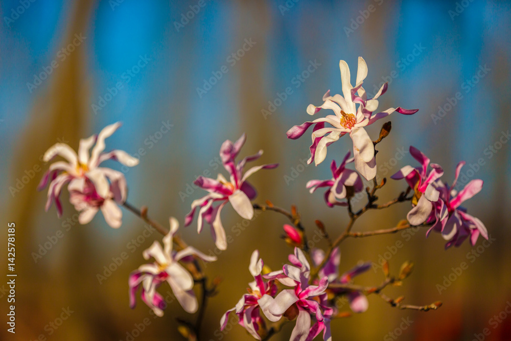 magnoliu image of beautiful flowers in blur