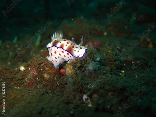 Nacktschnecke photo