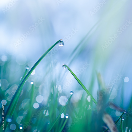 Dewy grass closeup