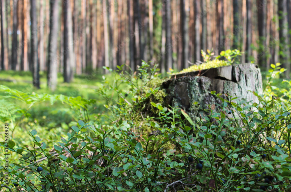 Blueberry glade in a sunny forest Blueberry glade in a sunny forest