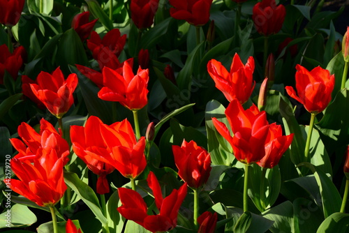 Spring flowers bright red blossoming tulips