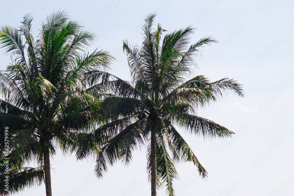 Twin palm trees swaying in the airy salty gulf breeze on a lone island in tropical setting. Fresh and active lifestyle supports healthy habits on the beach. Copy space. Twin palm trees swaying in the airy salty gulf breeze on a lone island in tropical setting. Fresh and active lifestyle supports healthy habits on the beach. Copy space.