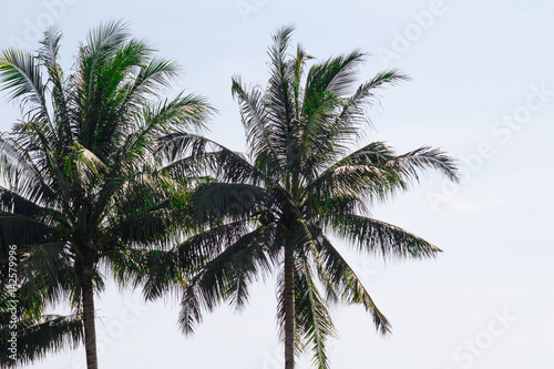 Twin palm trees swaying in the airy salty gulf breeze on a lone island in tropical setting. Fresh and active lifestyle supports healthy habits on the beach. Copy space.