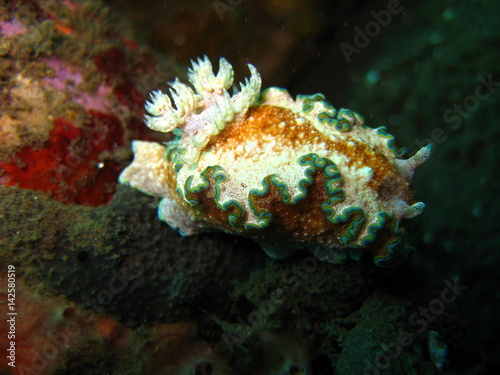 Nudibranchia photo