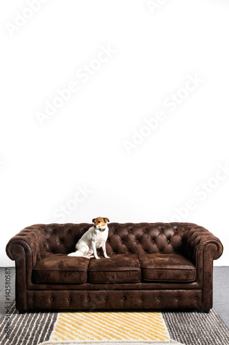 Perro encima de un sofa chester