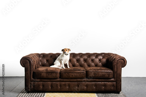 Perro encima de un sofa chester