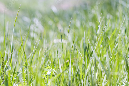 Green grass texture