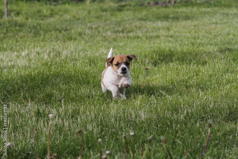 Fototapeta premium dogs, dogs play, beautiful dogs., hunting dogs, puppies jack russell terrier., funny puppies, lactating dog, puppies on the grass, cheerleader puppies, jack russell terrier