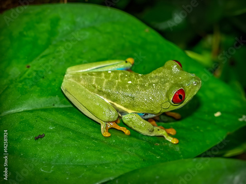 red eyed tree frog (Agalychnis callydrias) on green leaves background