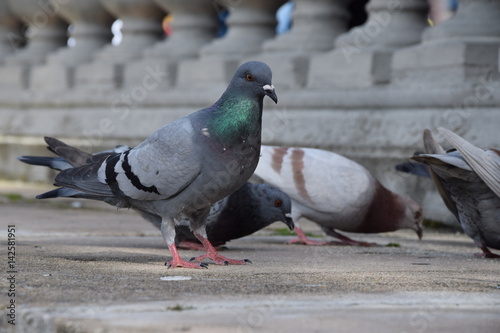 Il pranzo del piccione