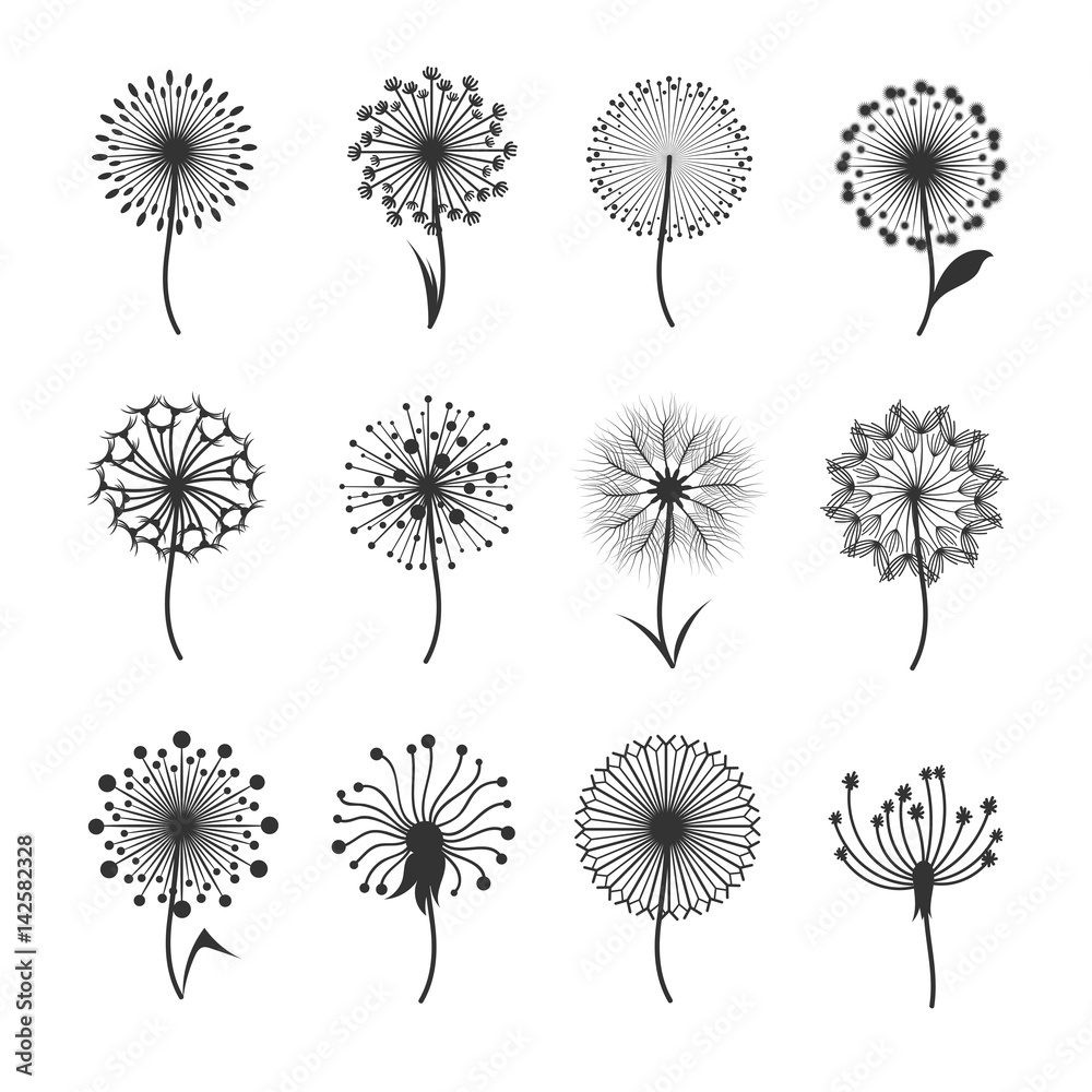 Fototapeta Dandelion flowers with fluffy seeds black floral vector silhouettes isolated on white