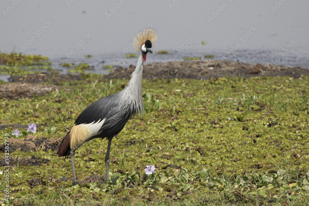 Fototapeta premium Crowned crane standing on the swampy shore of Lake Albert