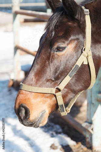 Portrait of a stallion standing in a pen © nazarets