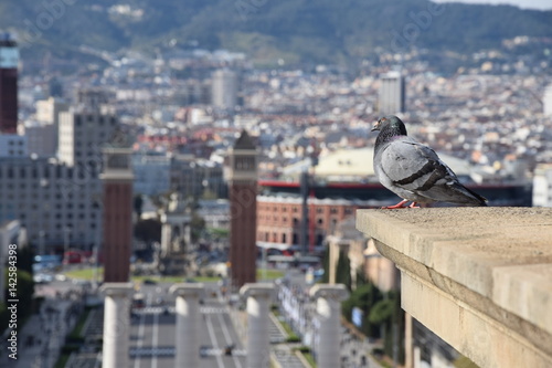 Vista catalana del piccione