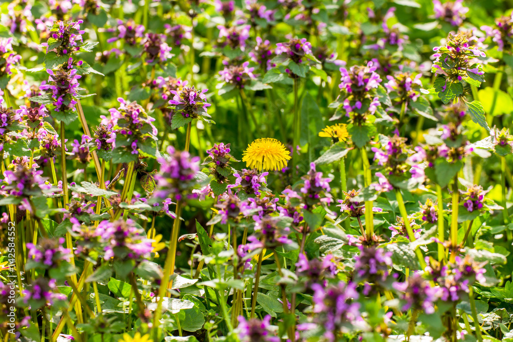 dead nettles and dandelion flowers in spring