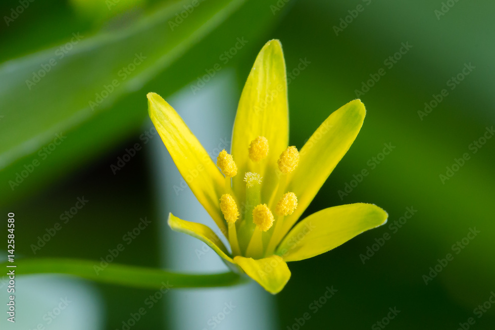 Yellow spring flowers