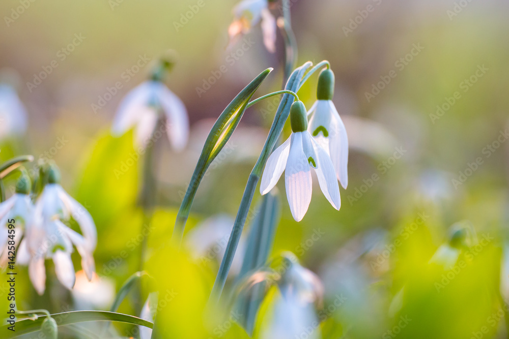 Snowdrop. First Spring flowers wallpaper