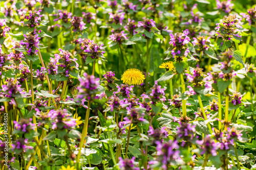 Obraz na płótnie dead nettles and dandelion flowers in spring w salonie