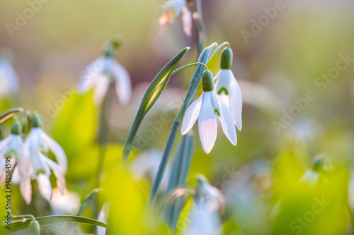 Obraz na płótnie Snowdrop. First Spring flowers wallpaper w salonie