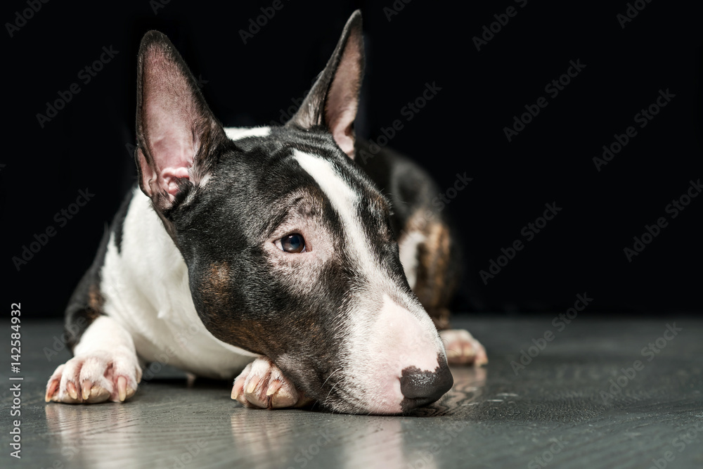 Spotted Bull Terrier lying on a black background