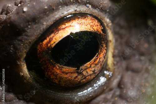 Close up of a frog's eye, clearly showing the structure