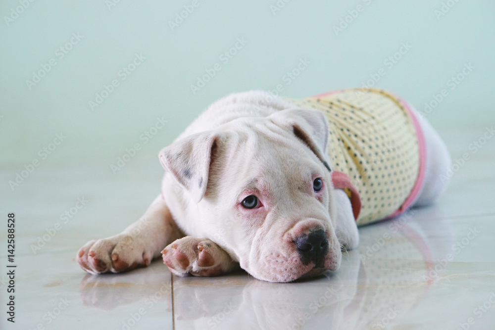 Adorable American Pit Bull Terrier little puppy sitting on the background