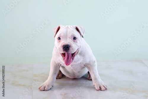 Adorable American Pit Bull Terrier little puppy sitting on the background