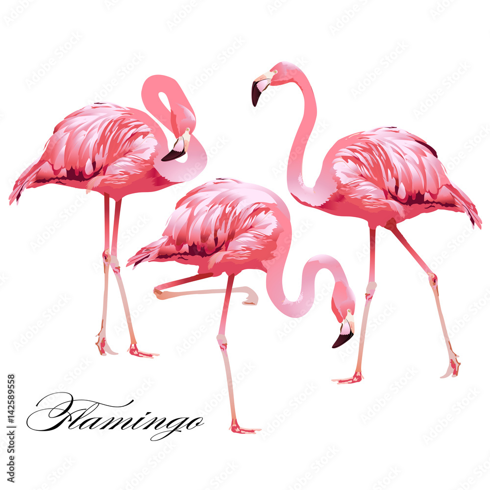Naklejka premium Tropikalne flamingi ptaków. Wektor.