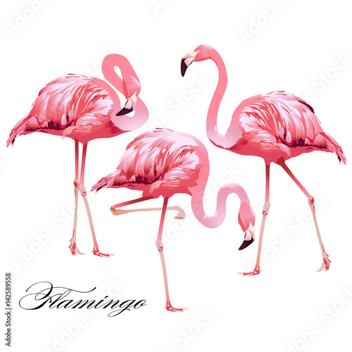Fototapeta Flamingi tropikalnych ptaków. Wektor.