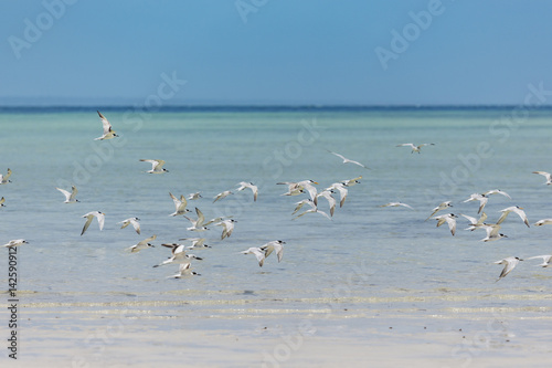 Sea landscape with a group of birds flying over the Ocean
