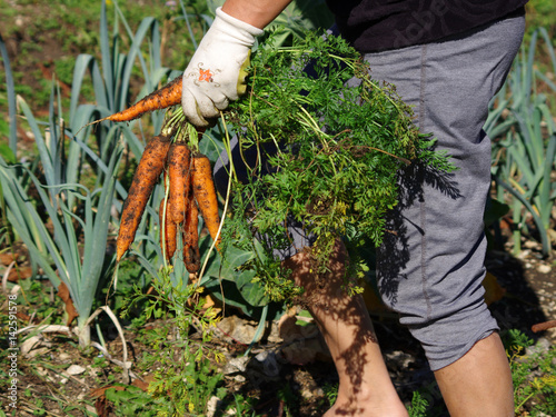 récolte de carottes au potager