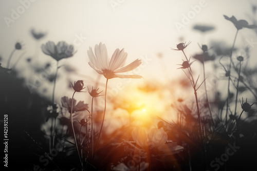 Cosmos flower at sunset photo
