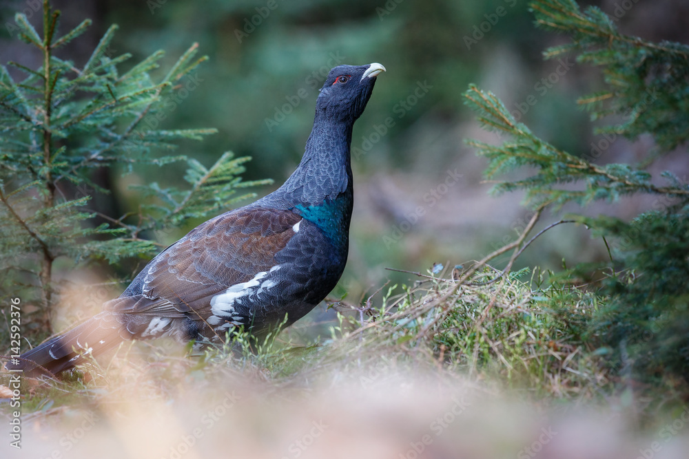 Obraz premium Beautiful wild capercaillie in the nature habitat in the forest/european nature/czech republic wildlife/great birding story/young male 