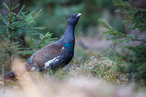 Beautiful wild capercaillie in the nature habitat in the forest/european nature/czech republic wildlife/great birding story/young male 