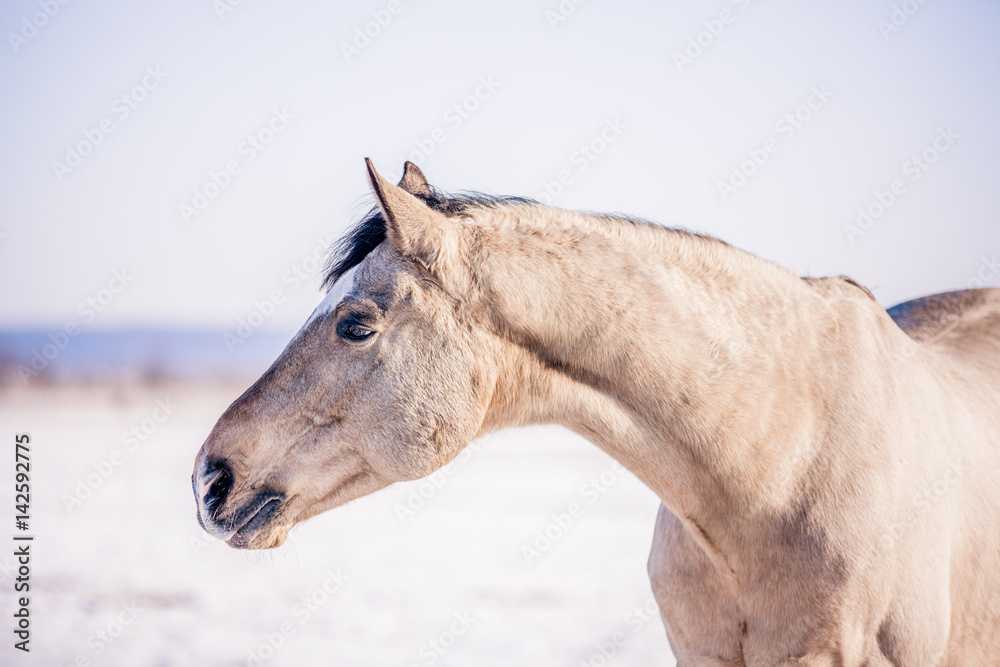 Fototapeta premium Free beautiful horse enjoys snow and sun in winter