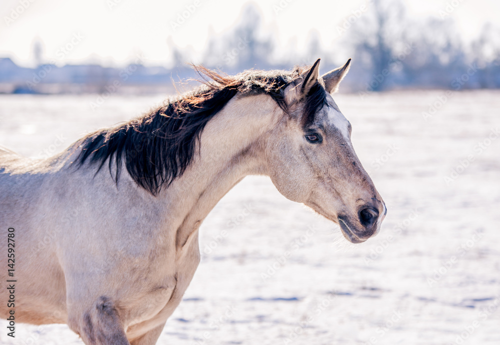 Free beautiful horse enjoys snow and sun in winter Free beautiful horse enjoys snow and sun in winter