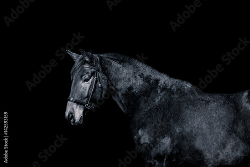 Beautiful horse on a black background © Елизавета Мяловская