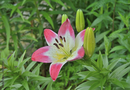 Cultivated lily 5