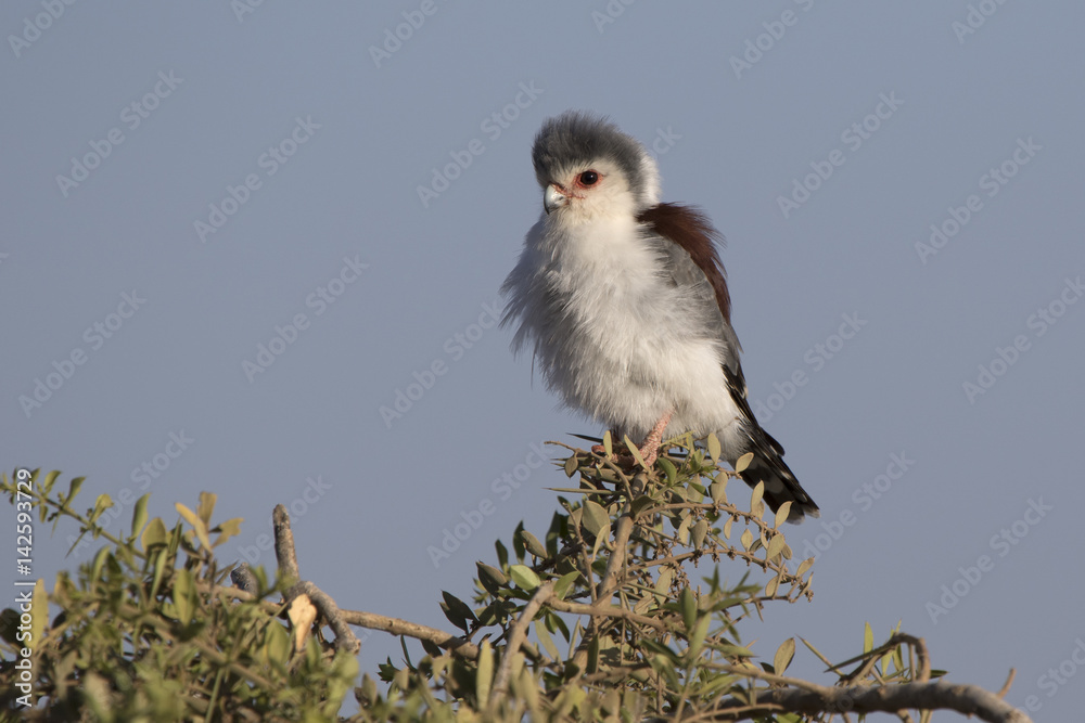 Naklejka premium female pygmy falcon sitting on the branches of a bush on the African savannah