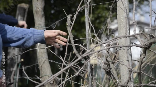 Viñedo Vigneto Vineyard Vignoble Vinhedo Weinberg élagage potatura poda pruning rebschnitt photo