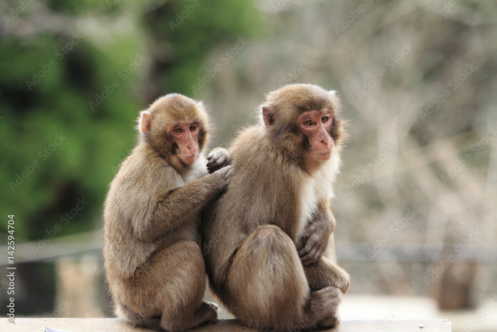 grooming wild Japanese monkeys in Beppu, Oita, Japan grooming wild Japanese monkeys in Beppu, Oita, Japan