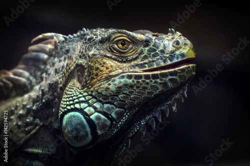 leguan portrait dragon