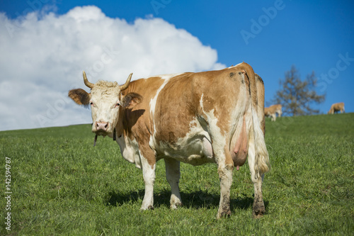 Cow in Swiss Alps © nexusseven