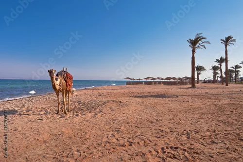 Obraz Wakacje w Egipcie. Wielbłąd na plaży