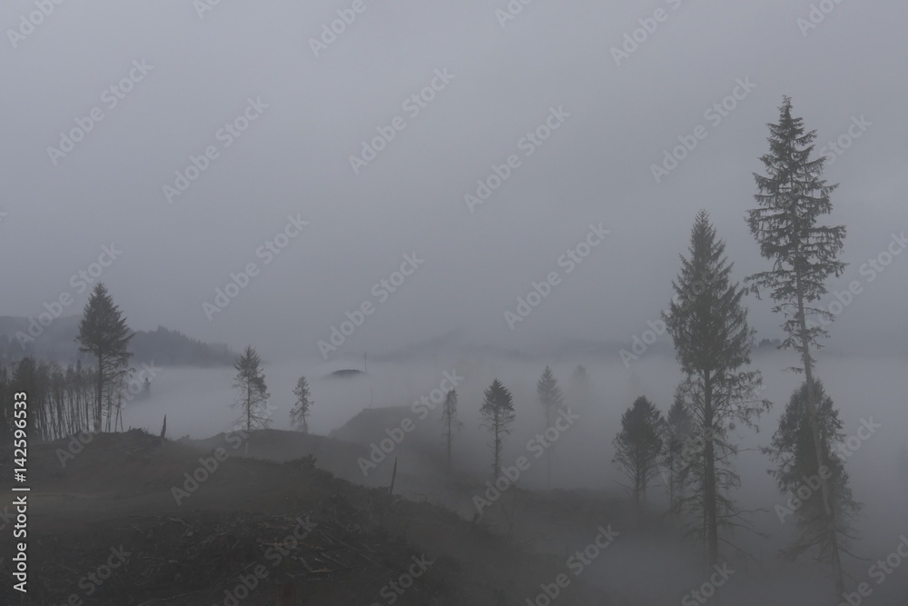 Wald im Nebel, Oregon, USA