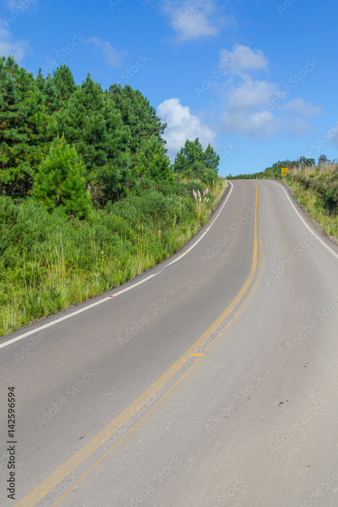 Fototapeta premium Road and Pine Forest