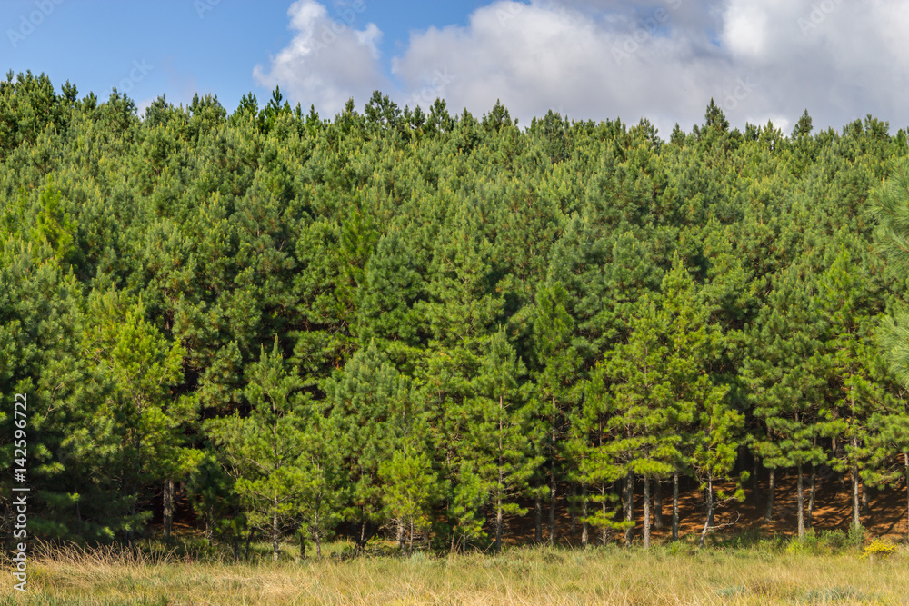 Pine Forest and blue sky