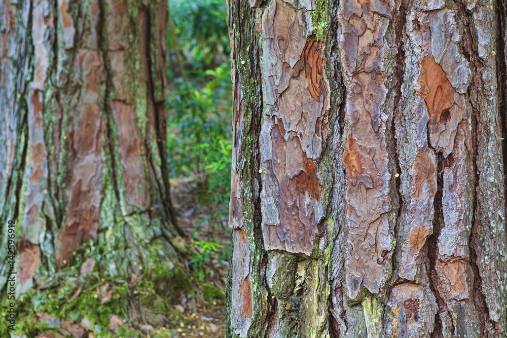 Obraz premium Closeup of the bark of an old tree